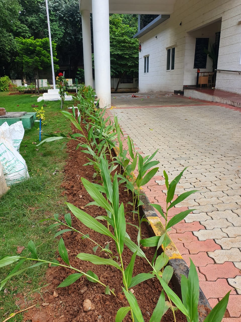 Gardening at KSHEC, Gandhinagar, Bengaluru