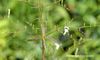 Andrographis paniculata