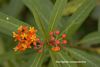 Asclepias curassavica