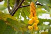 Cassia alata