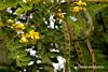 Cassia auriculata