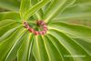 Costus speciosus