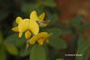 Crotolaria retusa