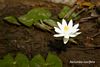 Nelumbo nucifera