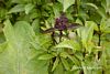 Ocimum basilicum