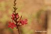 Plumbago rosea